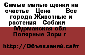 Самые милые щенки на счастье › Цена ­ 1 - Все города Животные и растения » Собаки   . Мурманская обл.,Полярные Зори г.